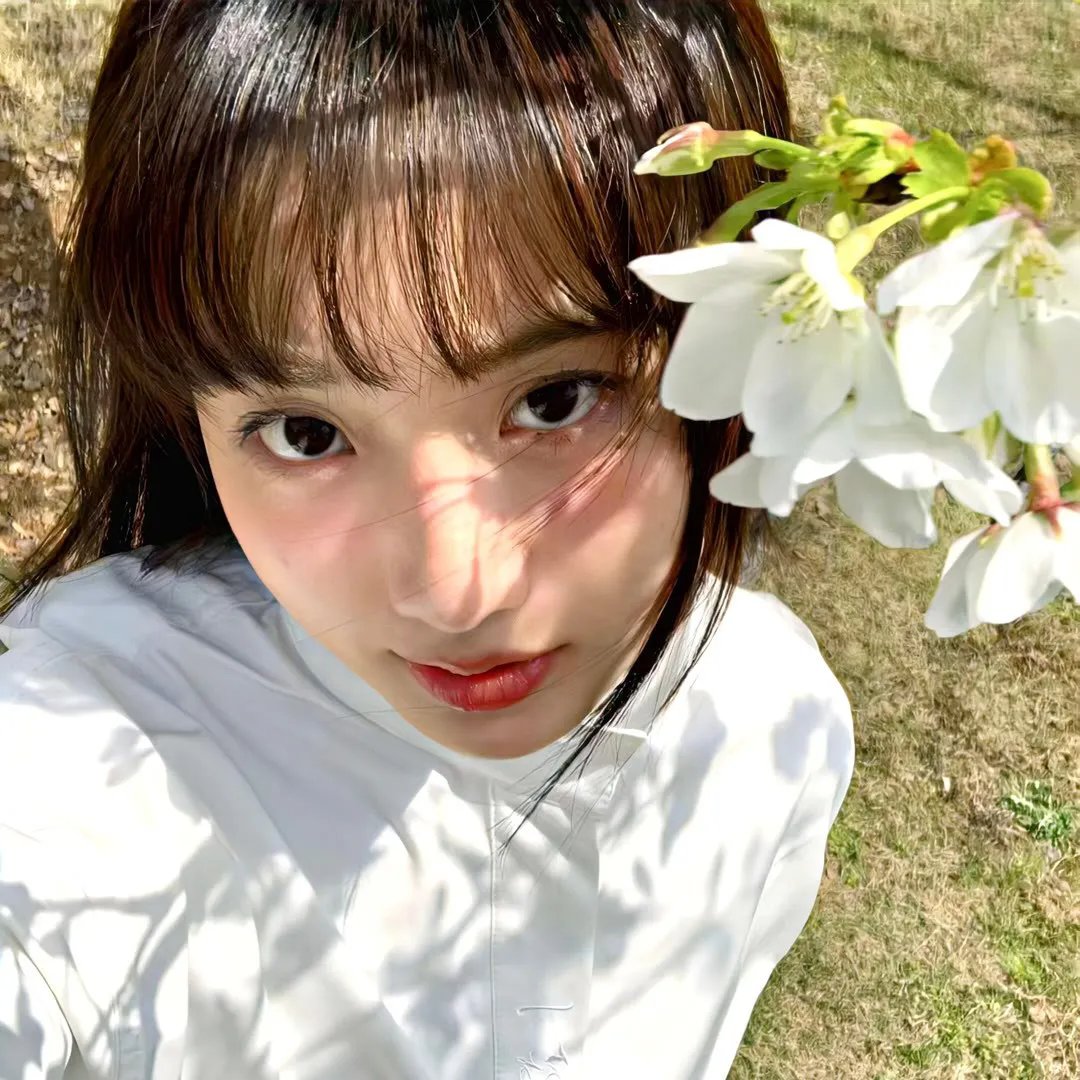 夏日菊花茶